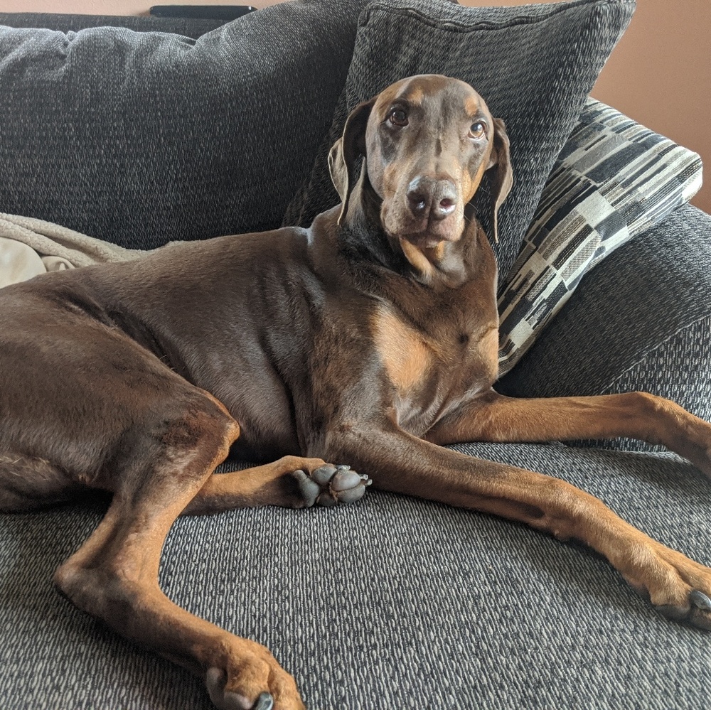 Meet your Posher, Joyce